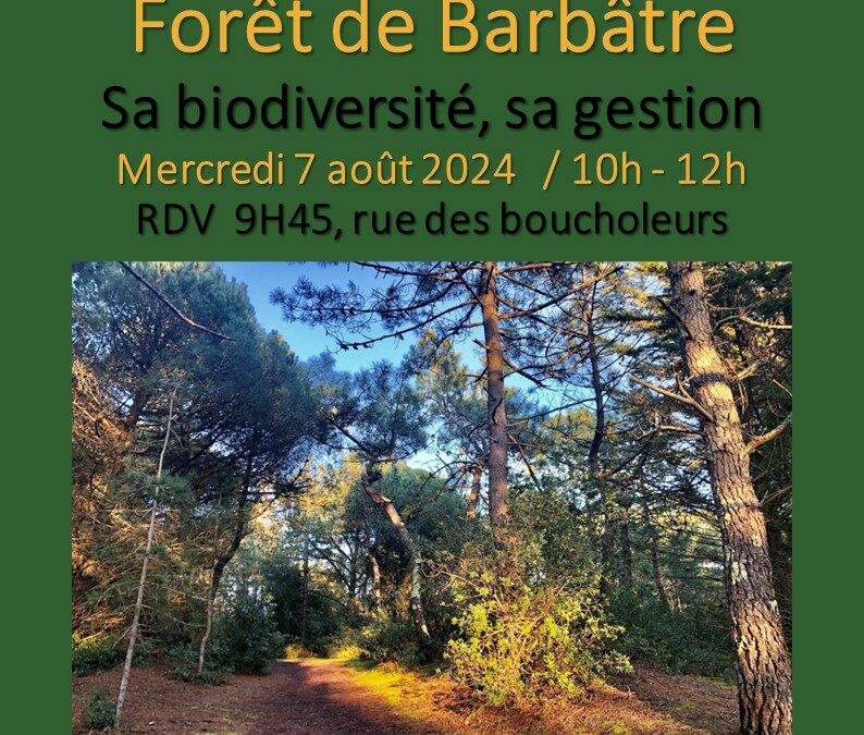 Sortie Forêt Mercredi 7 août 2024